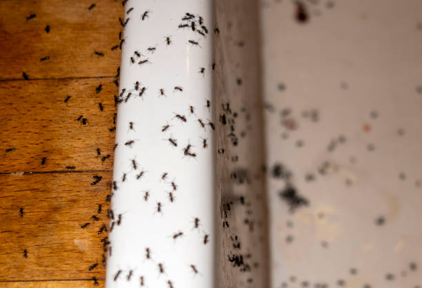 Best Pest Control Near Me  in St Albans, WV