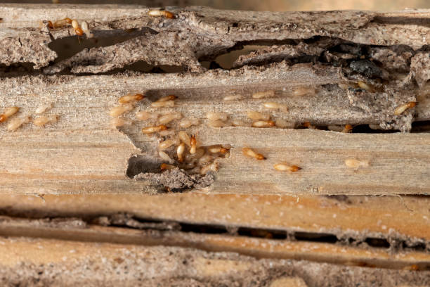 Wildlife Control Services in St Albans, WV